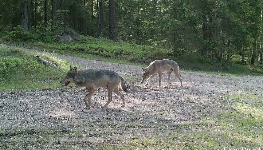 Paarungszeit der Wölfe - Hinweis für Hundebesitzer